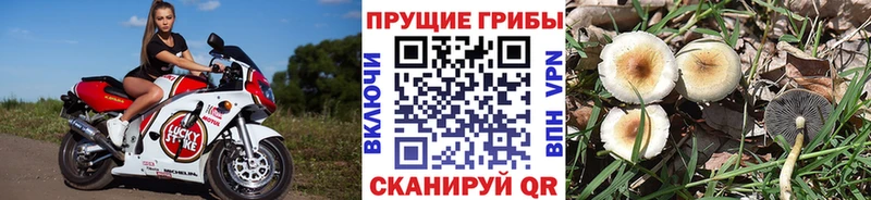 Псилоцибиновые грибы Magic Shrooms  Салехард 